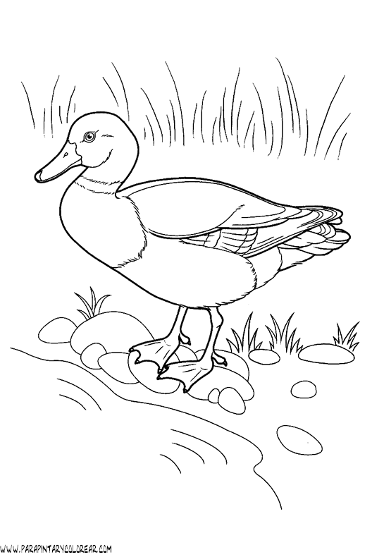 dibujos-de-patos-58.gif