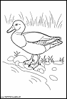 dibujos-de-patos-58.gif