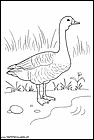 dibujos-de-patos-59.gif