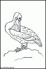 dibujos-de-pelicanos-09.gif