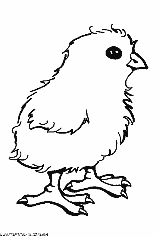 dibujos-de-pollitos-10.gif