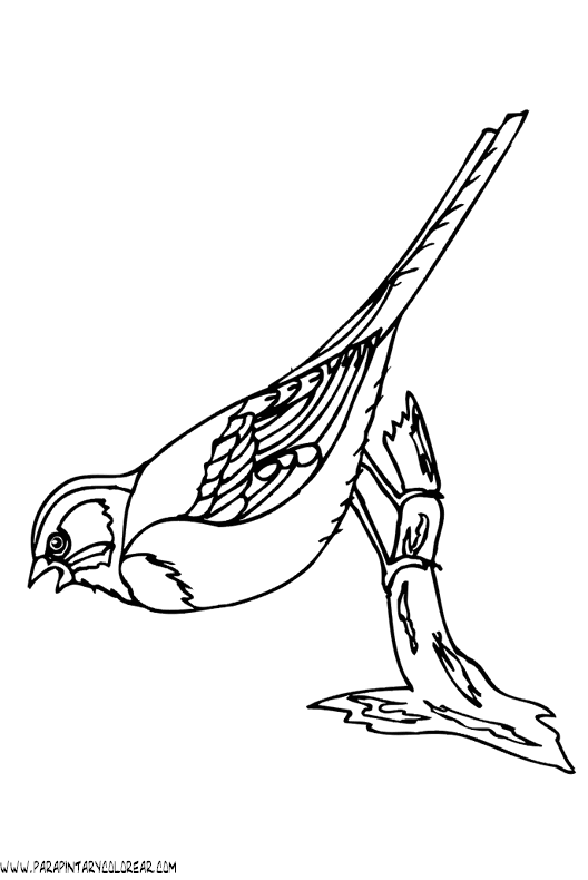 dibujos-de-pajaros-125.gif