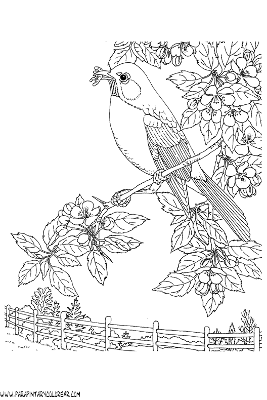 dibujos-de-pajaros-147.gif