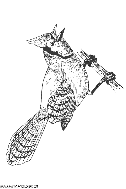dibujos-de-pajaros-28.gif