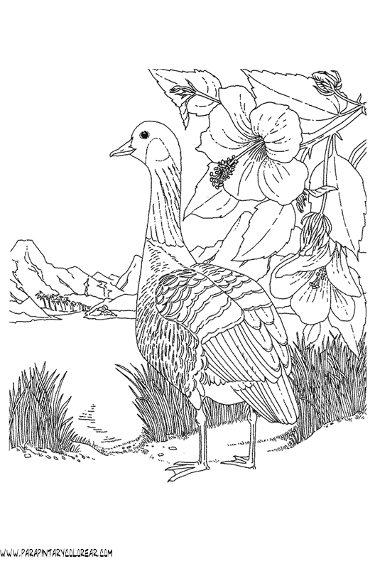 dibujos-de-pajaros-35.gif