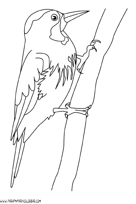 dibujos-de-pajaros-60.gif