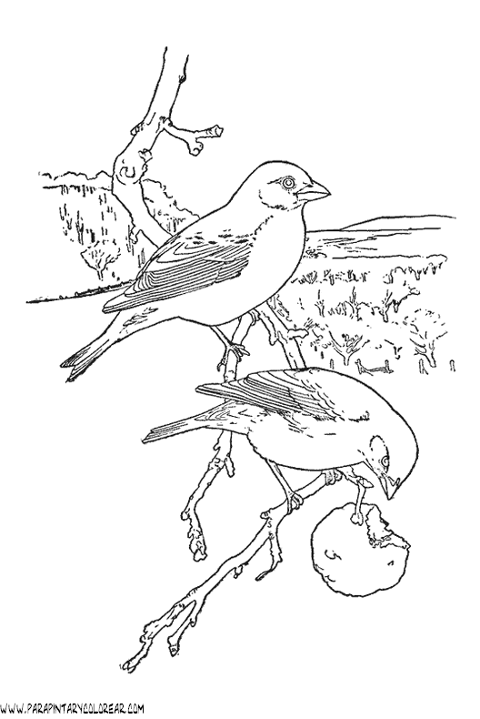 dibujos-de-pajaros-73.gif