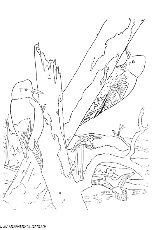 dibujos-de-pajaros-75.gif