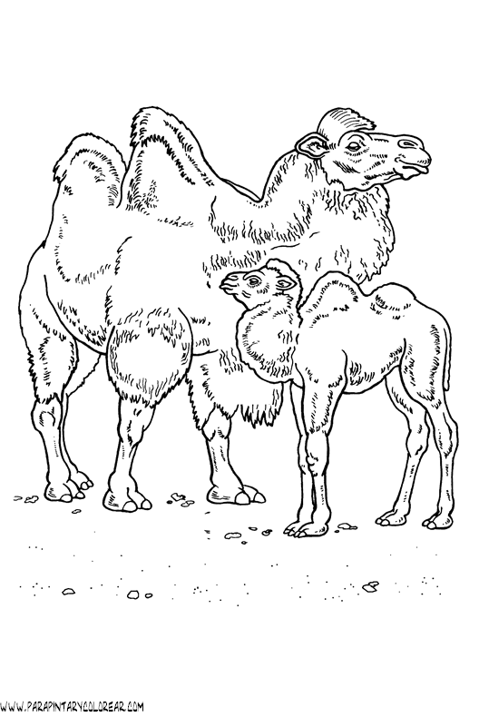 dibujos-de-camellos-002.gif