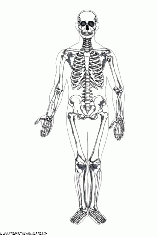 dibujos-colorear-cuerpo-humano-036.gif