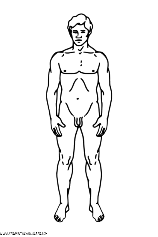 dibujos-colorear-cuerpo-humano-041.gif