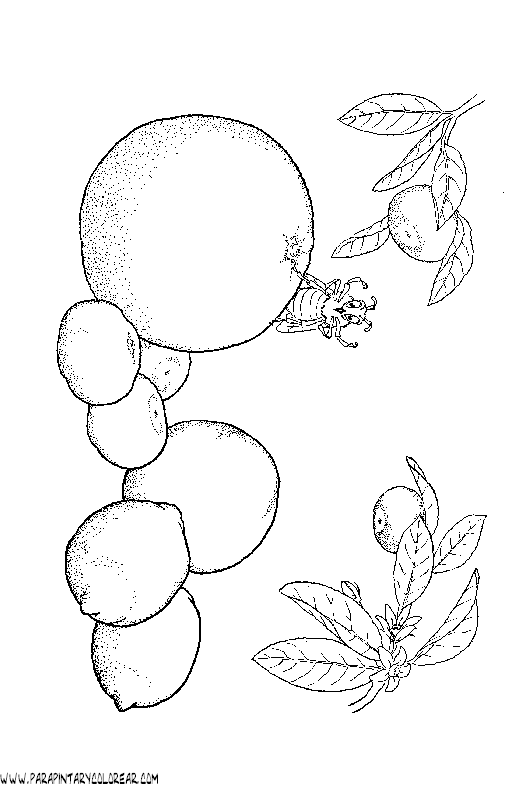 dibujos-de-naranjas-004.gif