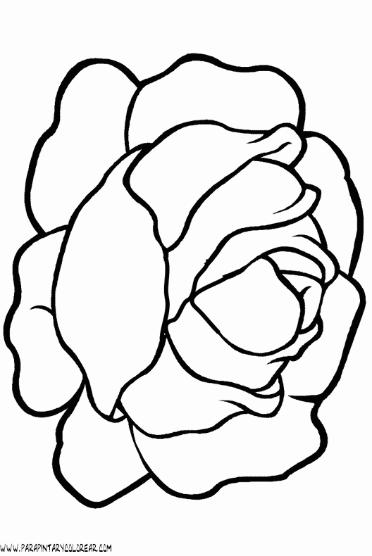 dibujos-de-lechugas-003.gif