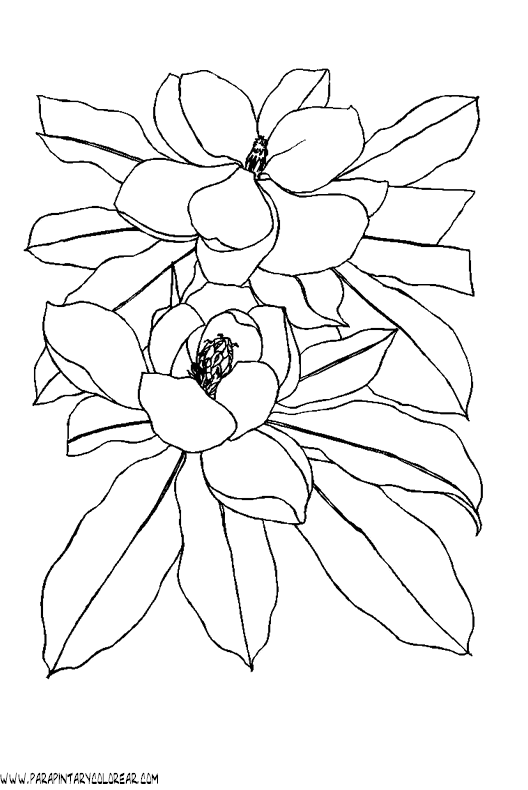 dibujos-para-colorear-de-flores-051.gif