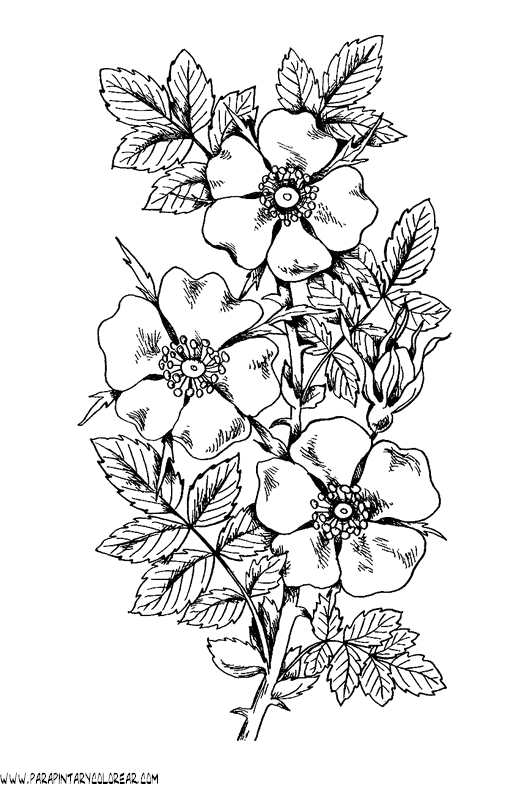 dibujos-para-pintar-de-flores-070.gif