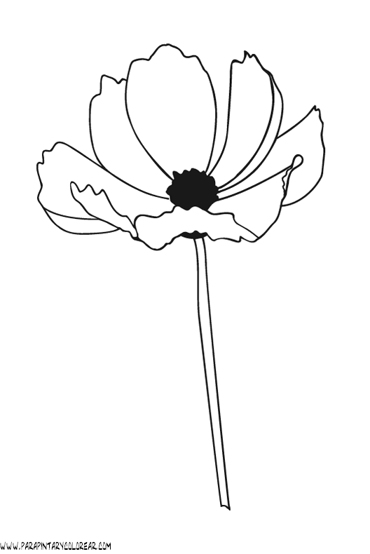 dibujos-para-colorear-de-flores-amapolas-001.gif