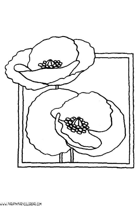 dibujos-para-colorear-de-flores-amapolas-010.gif