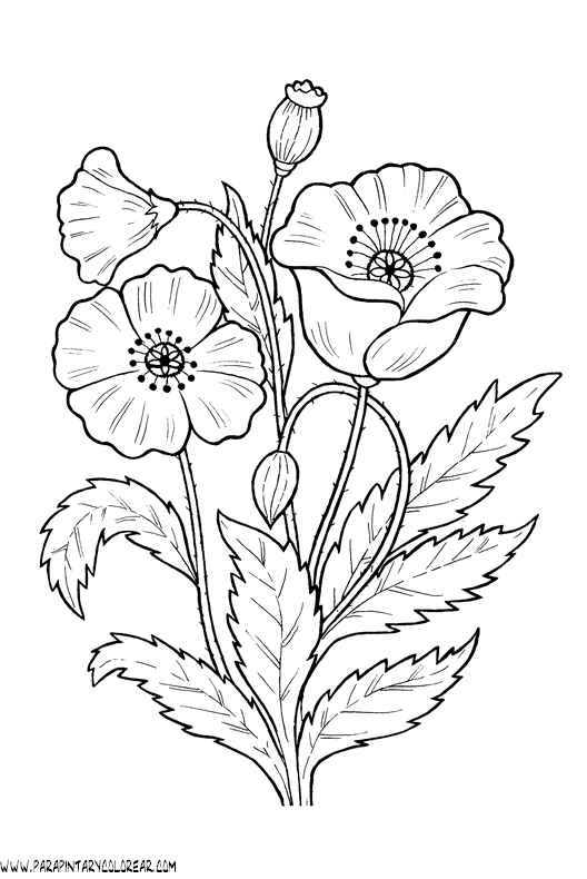 dibujos-para-colorear-de-flores-amapolas-011.gif