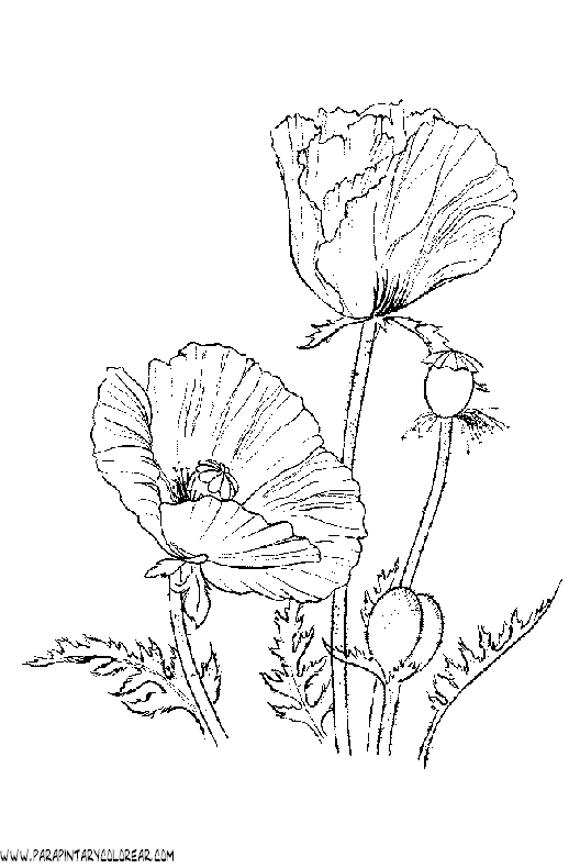 dibujos-para-colorear-de-flores-amapolas-012.gif