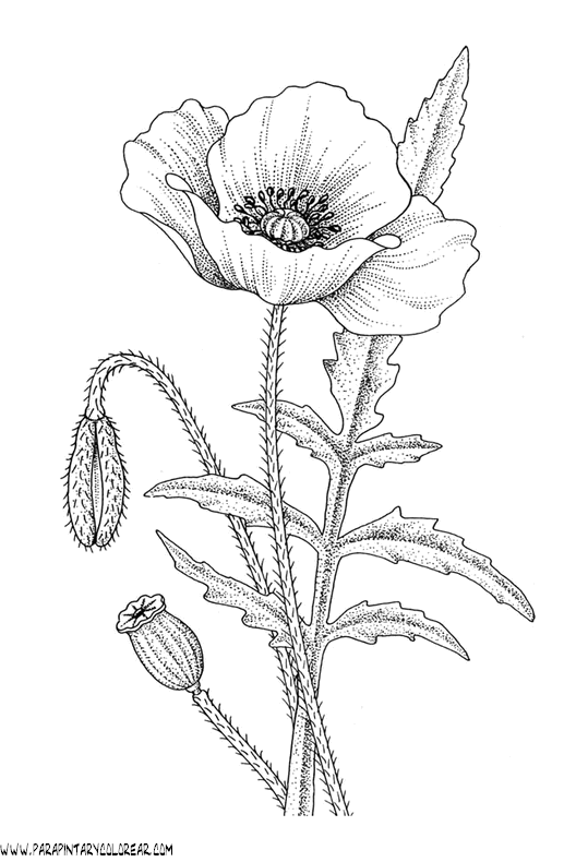 dibujos-para-colorear-de-flores-amapolas-013.gif