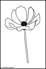 dibujos-para-colorear-de-flores-amapolas-001.gif