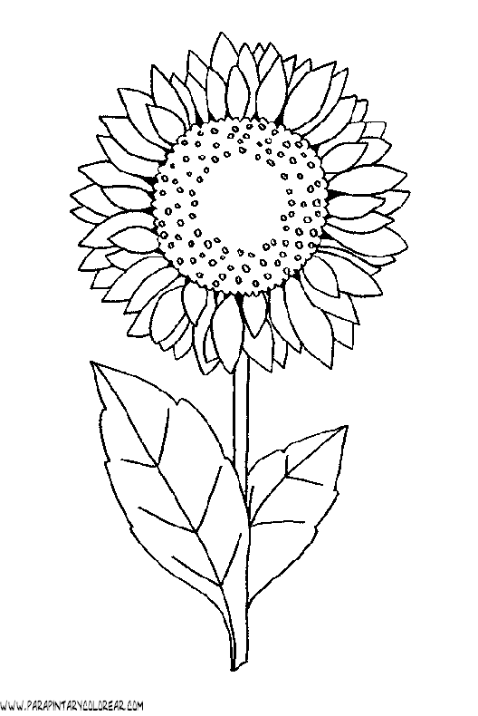 dibujos-para-colorear-de-girasoles-004