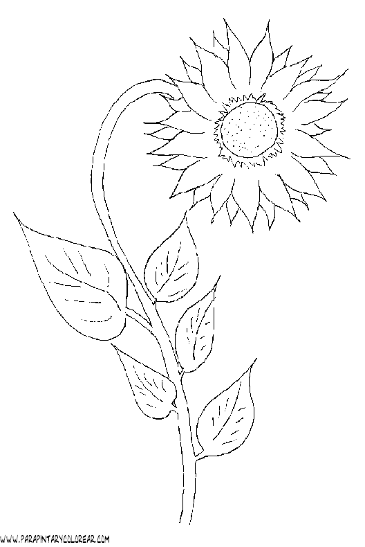 dibujos-para-colorear-de-girasoles-005.gif