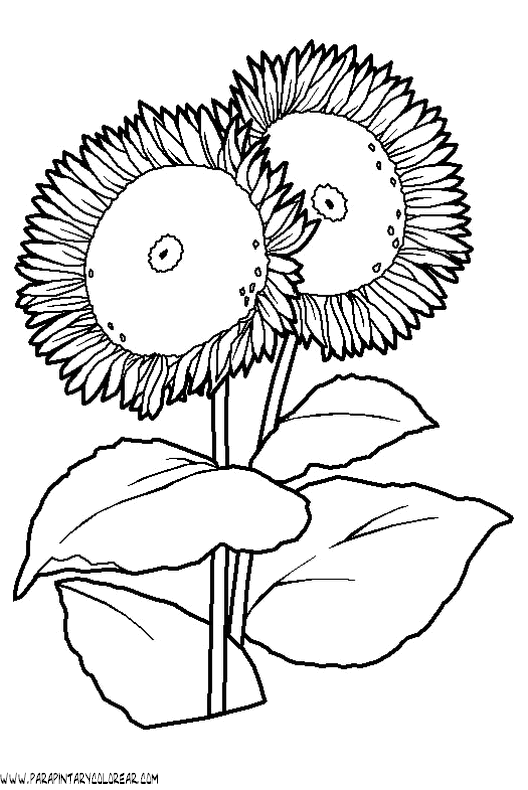 dibujos-para-pintar-de-flores-girasoles-002.gif