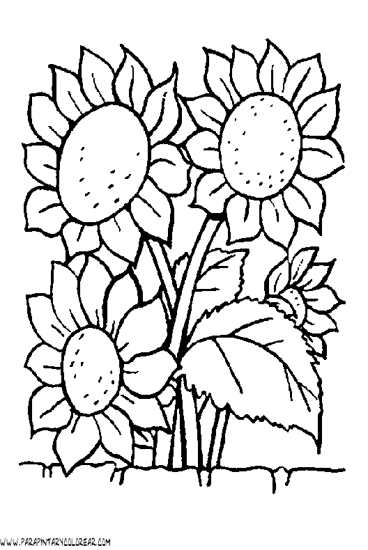 dibujos-para-pintar-de-flores-girasoles-003