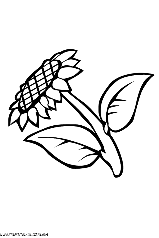 dibujos-para-pintar-de-flores-girasoles-004.gif