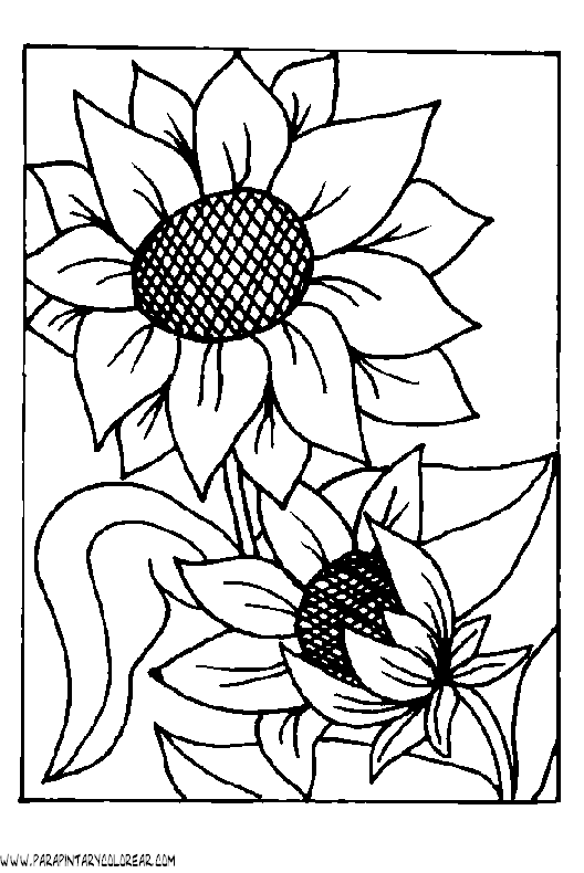 dibujos-para-pintar-de-flores-girasoles-005