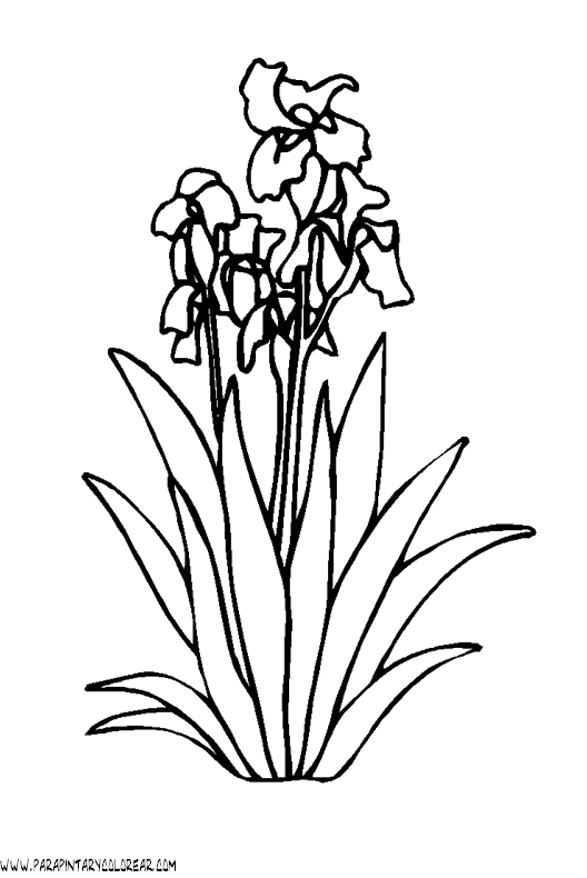 dibujos-para-colorear-de-lirios-004.gif