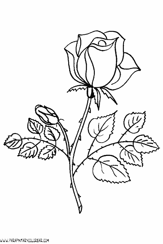 dibujos-para-colorear-de-rosas-001.gif