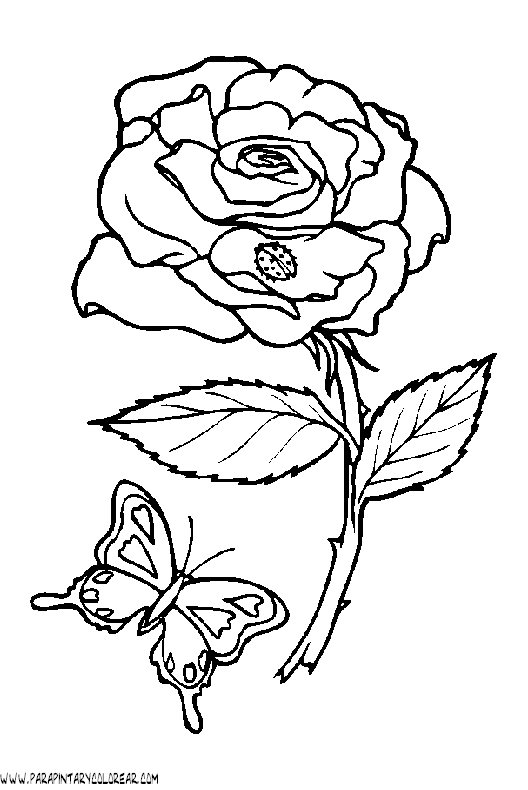 Dibujos Para Colorear De Rosas 006