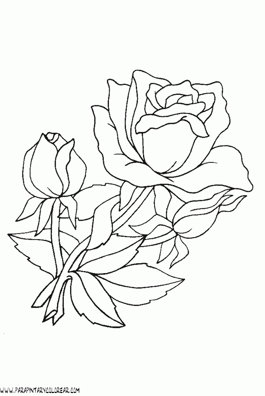 dibujos-para-colorear-de-rosas-012.gif