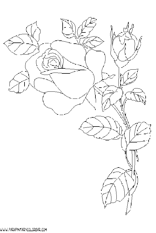 dibujos-para-colorear-de-rosas-017
