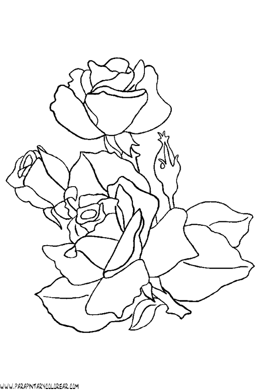 dibujos-para-colorear-de-rosas-022.gif