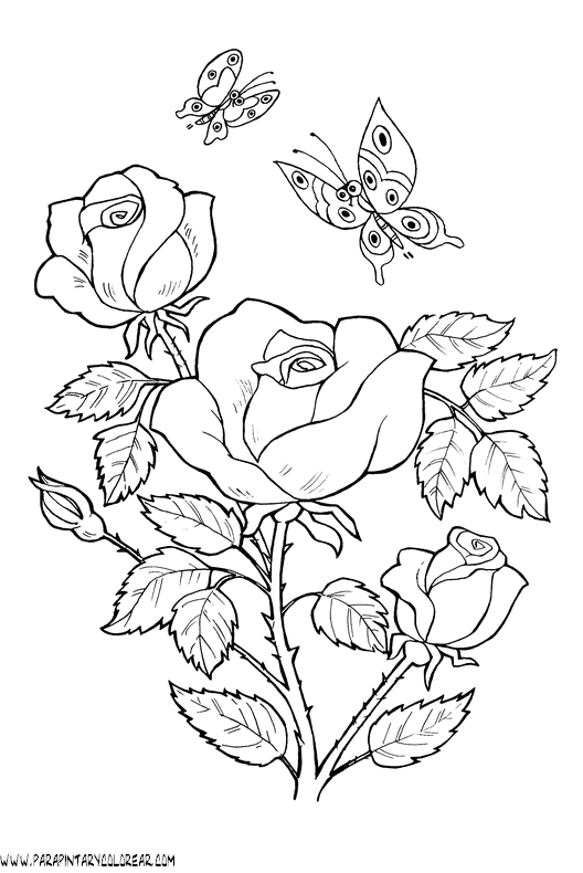 dibujos-para-colorear-de-rosas-025.gif