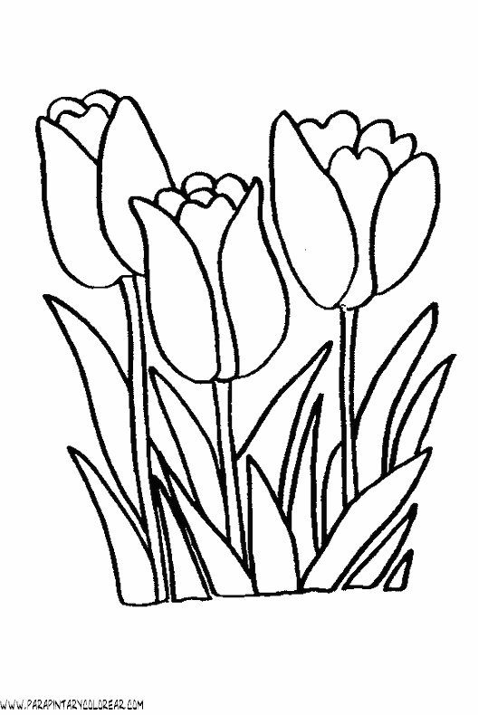 dibujos-para-pintar-de-flores-tulipanes-001