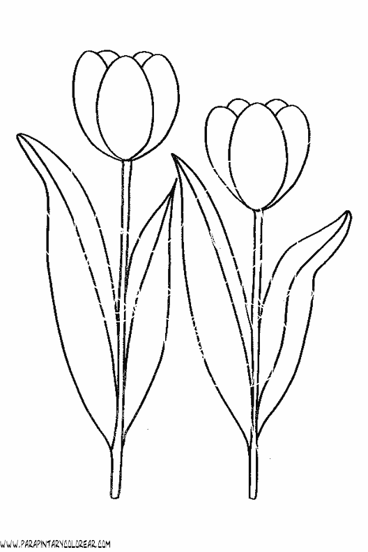 dibujos-para-pintar-de-flores-tulipanes-002