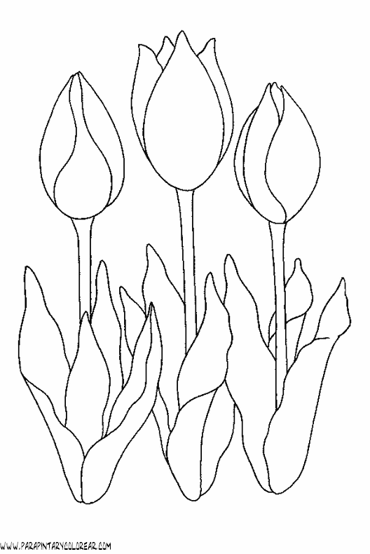 dibujos-para-pintar-de-flores-tulipanes-008.gif