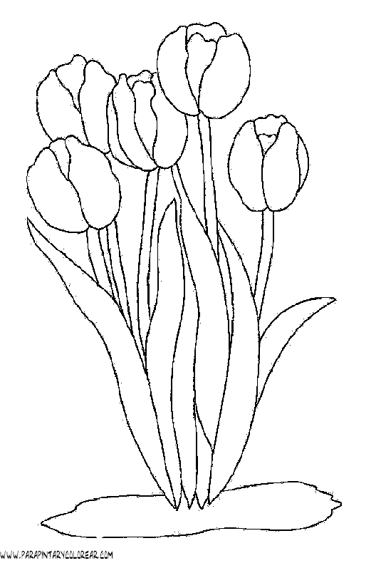 Dibujos Para Pintar De Flores Tulipanes 013