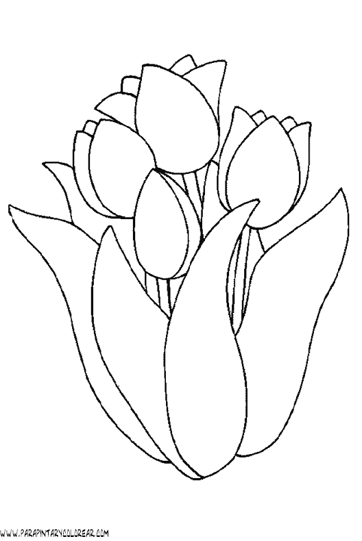dibujos-para-pintar-de-flores-tulipanes-015.gif