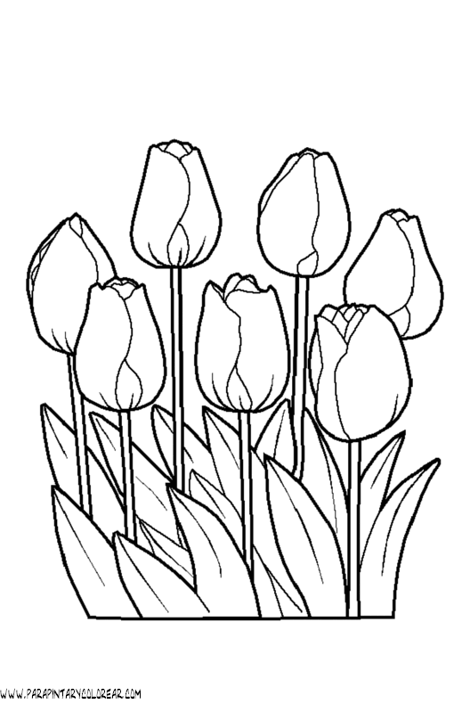 dibujos-para-pintar-de-flores-tulipanes-020.gif