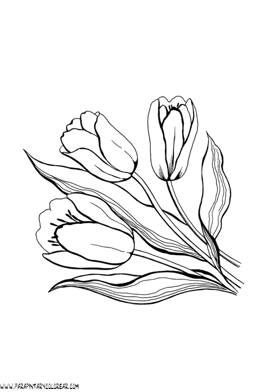 dibujos-para-pintar-de-flores-tulipanes-024.gif