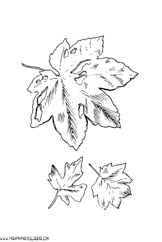 dibujos-para-colorear-de-hojas-de-arboles-004.gif