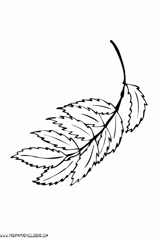 dibujos-para-colorear-de-hojas-de-arboles-013.gif