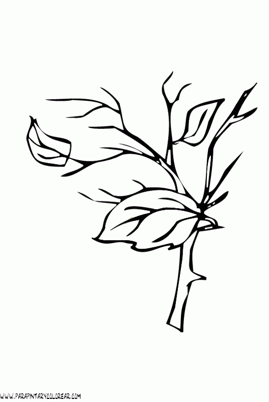 dibujos-para-colorear-de-hojas-de-arboles-014.gif