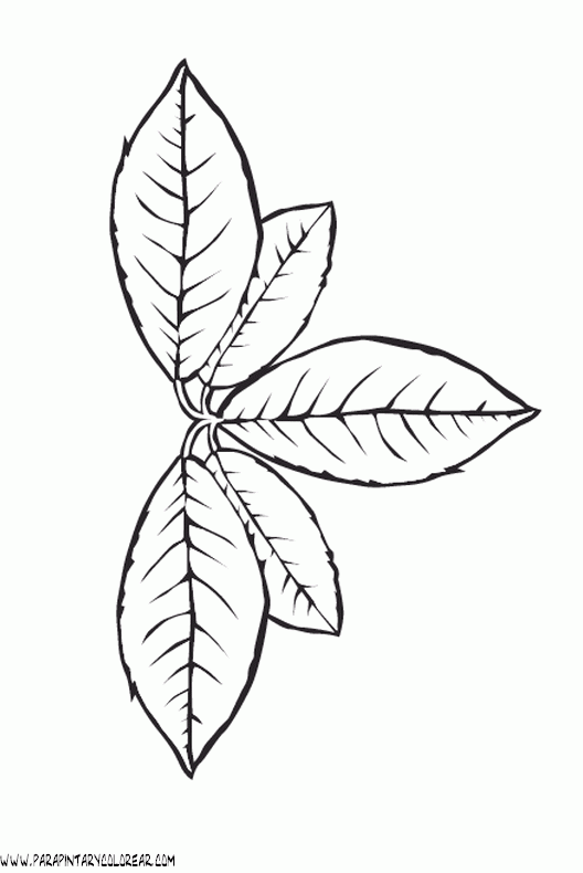 dibujos-para-colorear-de-hojas-de-arboles-017.gif