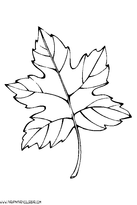 dibujos-para-colorear-de-hojas-de-arboles-018.gif